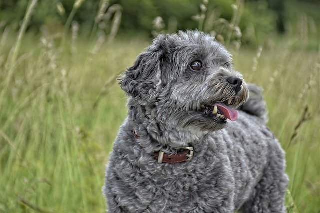 dogrelated questions let us answer them for you