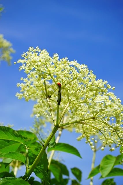 easily control pests by using these tips