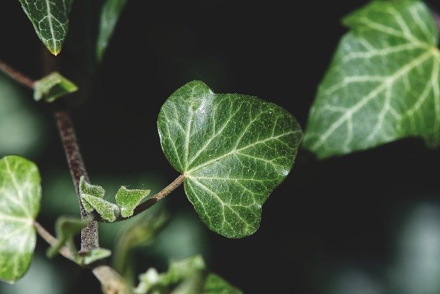 Easy Organic Horticulture Tips From The Pros 1 easy organic horticulture tips from the pros