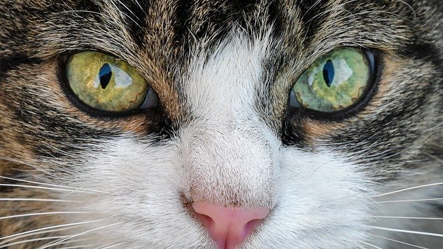 Easy Tips About Cats That Anyone Can Use 1 easy tips about cats that anyone can use