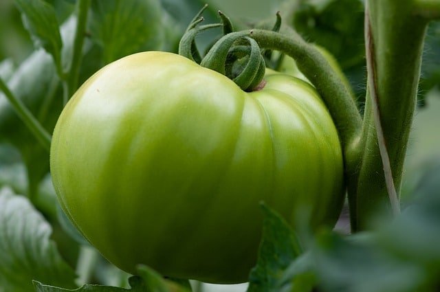 Everything You Should Know About Organic Gardening 1 everything you should know about organic gardening