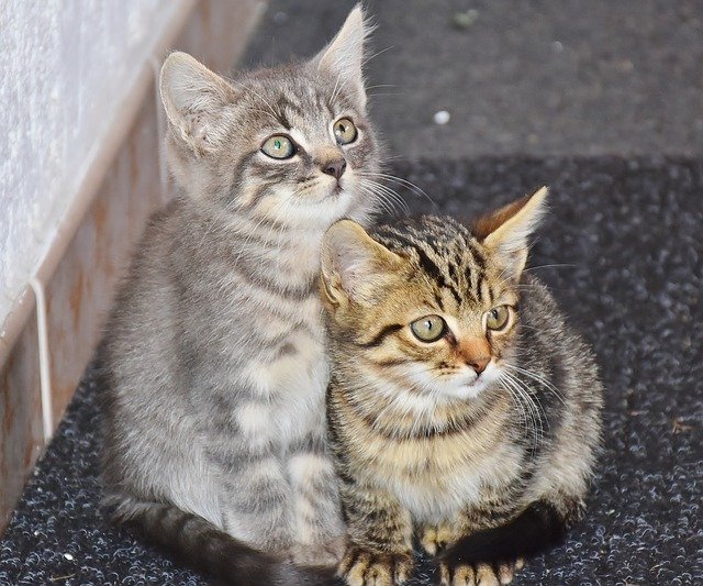 great tips for feline companion care you need