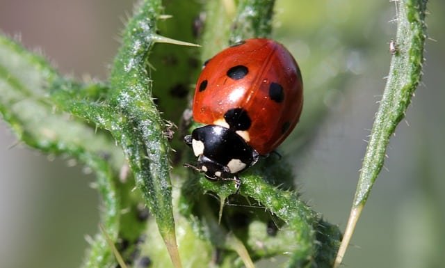 how to deal with pests the proper way