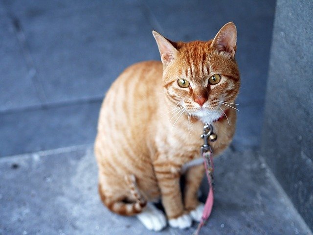 Love Cats? Read Here For Solid Cat Tips! 1 love cats read here for solid cat tips