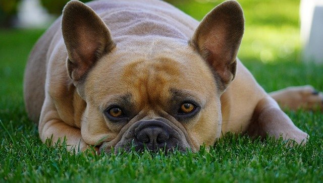 loving your dogs tips and tricks