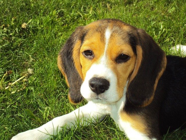 Many Helpful Hints About Dogs You Need 1 many helpful hints about dogs you need