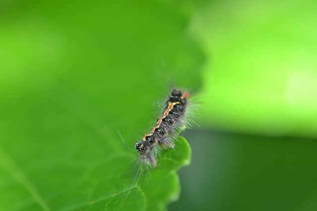 overrun with pests try to control them with these techniques