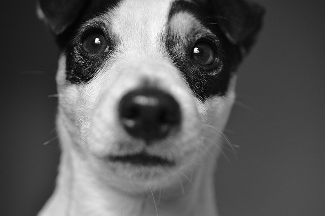 simple tips made easy to help you figure out dogs