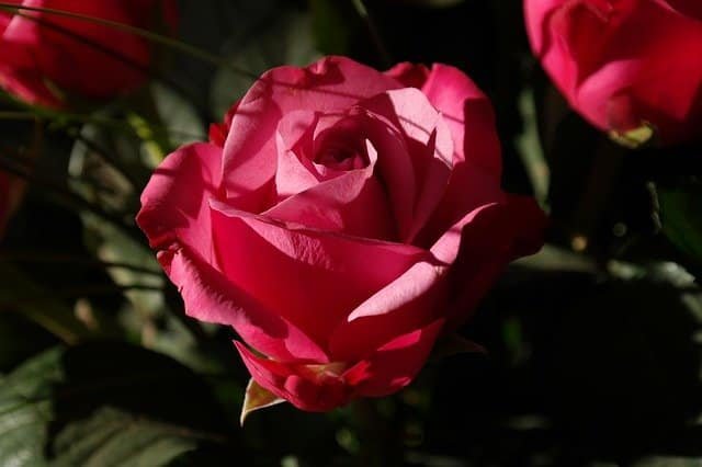 utilize these tips in your personal garden