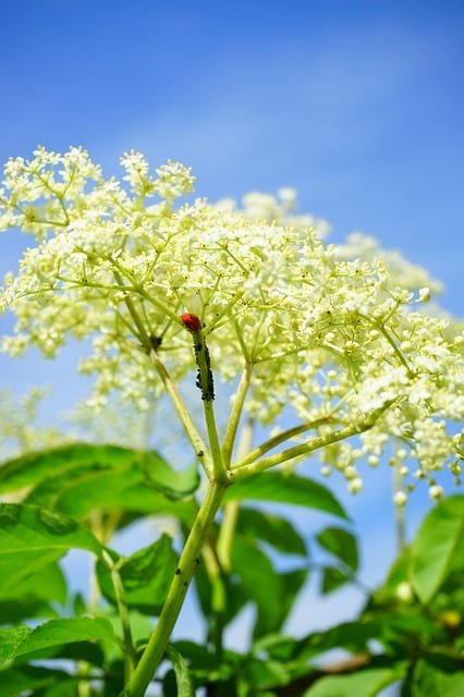 want great ideas about pest control look here