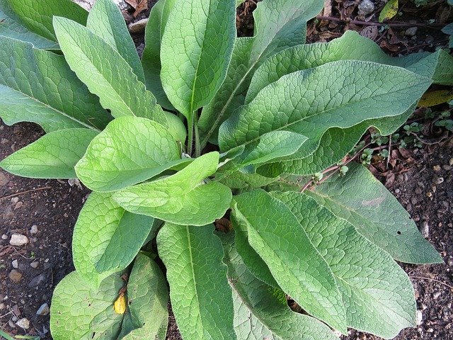 Be The Best You Can Be With Organic Gardening 1 be the best you can be with organic gardening