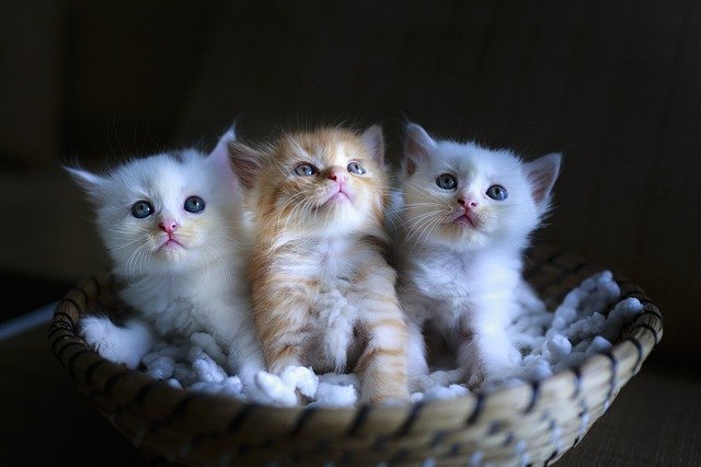 cat tips that actually help you and your cat
