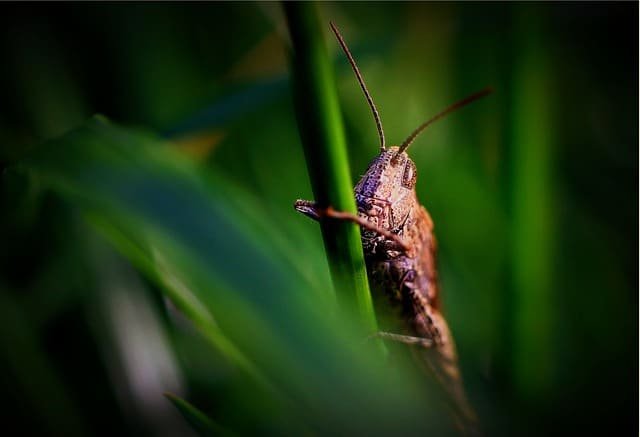 Confused By Pest Control? These Tips Can Help! 1 confused by pest control these tips can help