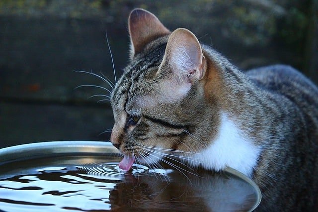 curious about your cat read these tips