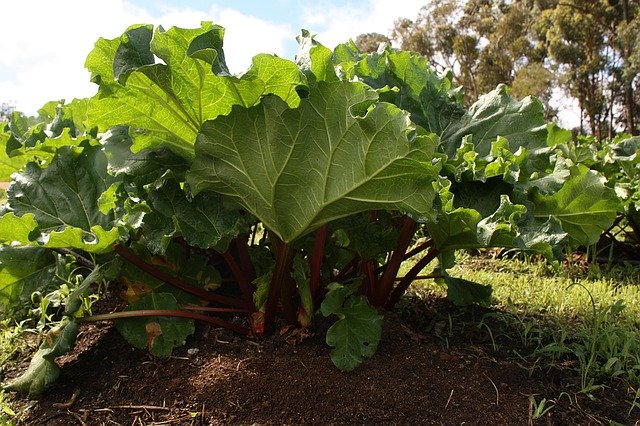 eat fresher food by growing your own organic garden