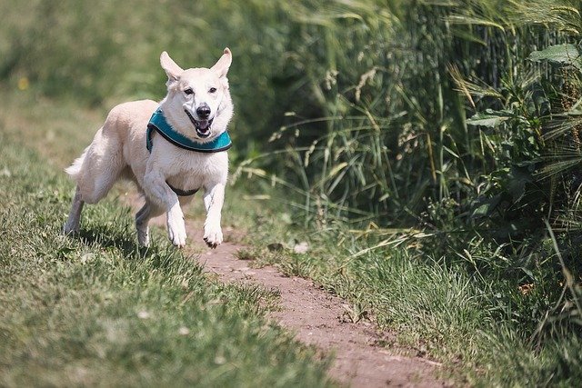 everything you have wanted to know about dogs