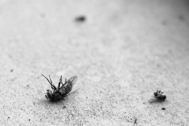 got pests try using these tips to eradicate them