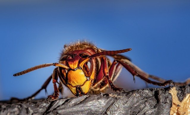 Great Source Of Pest Control Information Right Here! 1 great source of pest control information right here