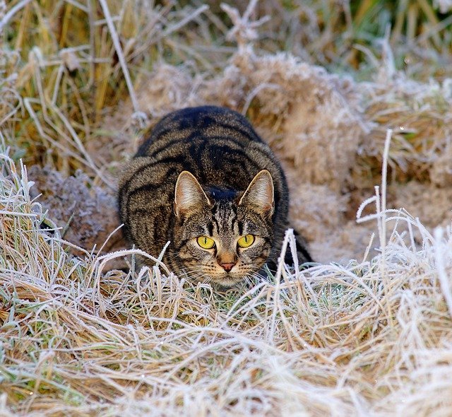 Having Problems With Your Kitty? These Tips Can Help! 1 having problems with your kitty these tips can help