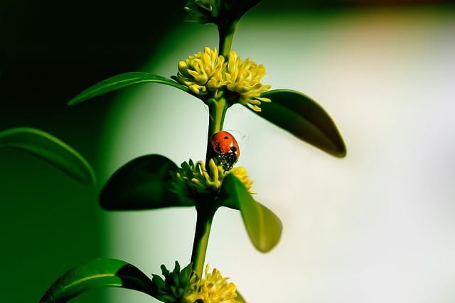 Helpful Hints To Help Solve Your Pest Problems 1 helpful hints to help solve your pest problems