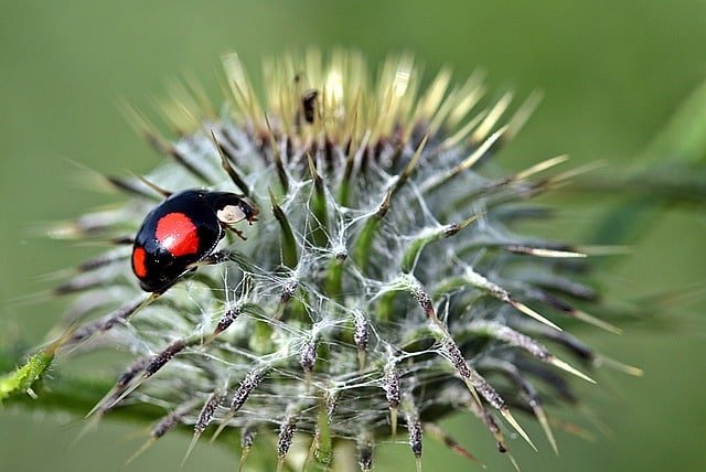 household pest how to get rid of them permanently