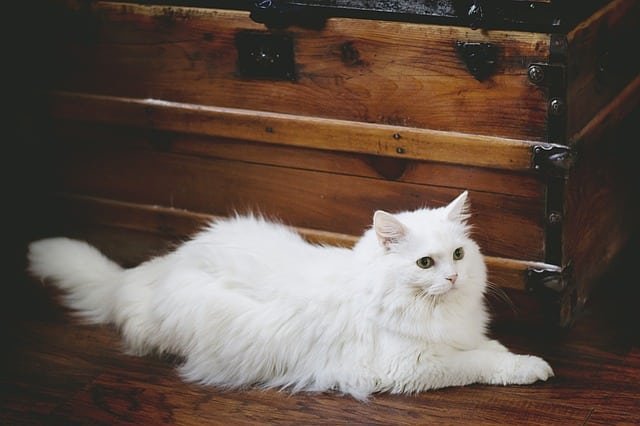 how to deal with matted hair in longhaired cats