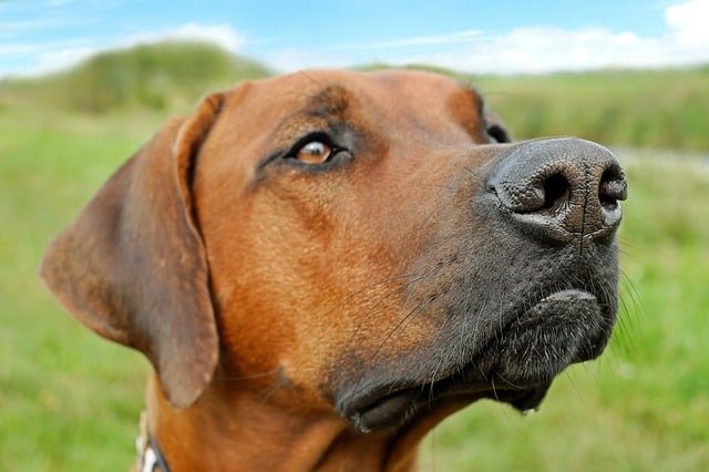 If You Have A Dog, Don't Miss This! 1 if you have a dog dont miss this