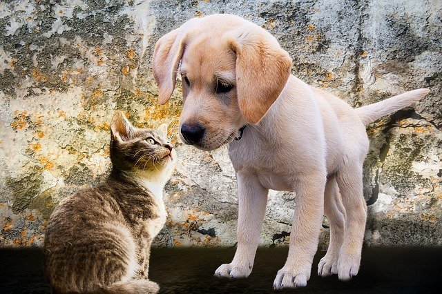learn these tips and tricks if you have a cat