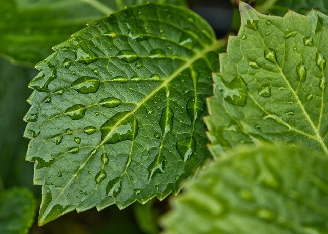 Need Help With Organic Gardening? Try These Ideas 1 need help with organic gardening try these ideas