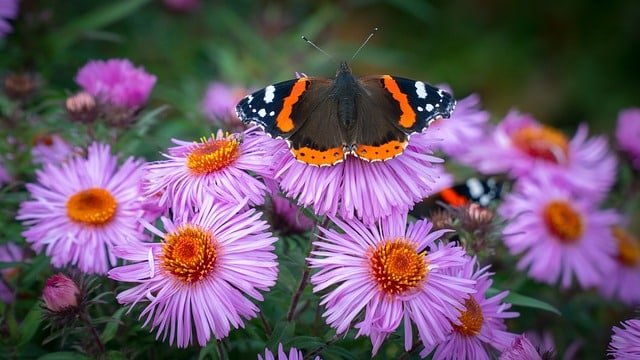 organic gardening tips you can try out today