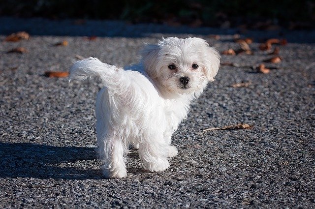 Secrets Which Will Help You Find Success With Dogs 1 secrets which will help you find success with dogs