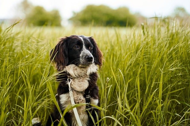 smart advice for caring for your dog