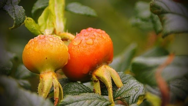 solid advice when it comes to organic gardening