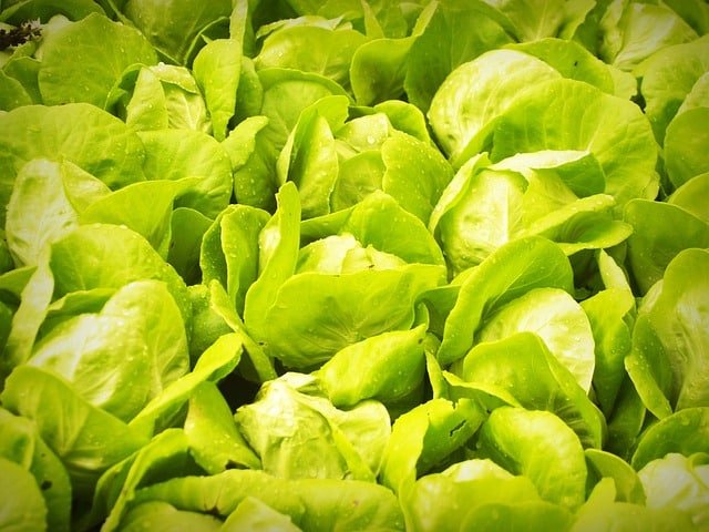 switch to organic gardening by using these tips