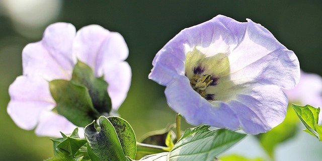 things you can do that pests hate