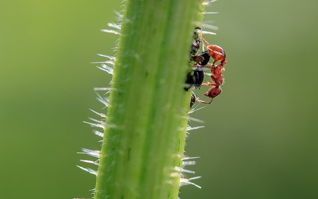 tips for better pest control in your building