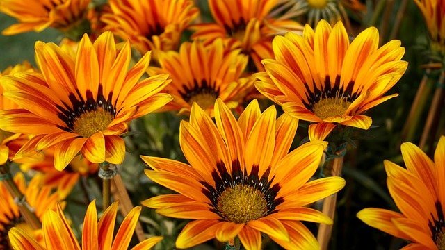 tips that will get you enthusiastic for gardening