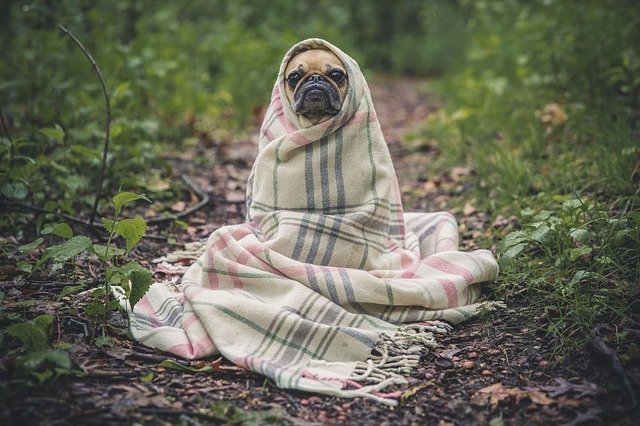 Top Tips For Caring For Your Dogs 1 top tips for caring for your dogs