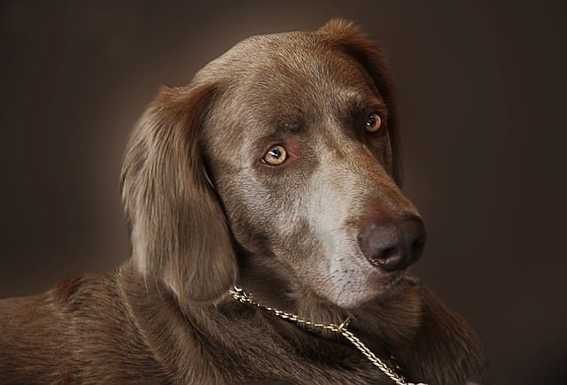 want to get a dog try these tips