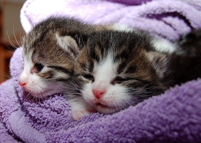 what one should learn if theyre a cat lover