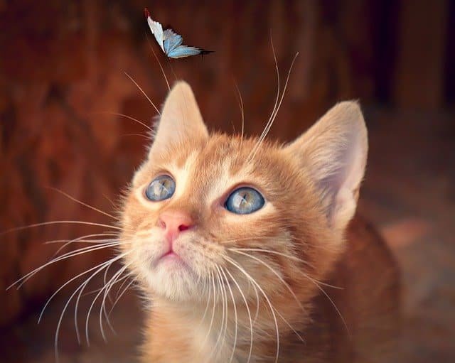 What You Need To Learn About Cats 1 what you need to learn about cats