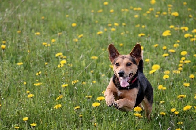 a few general tips geared to dog owners
