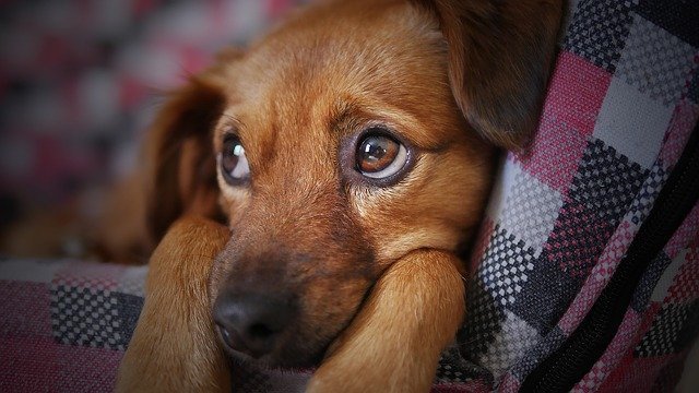 dog owner questions answered in this article