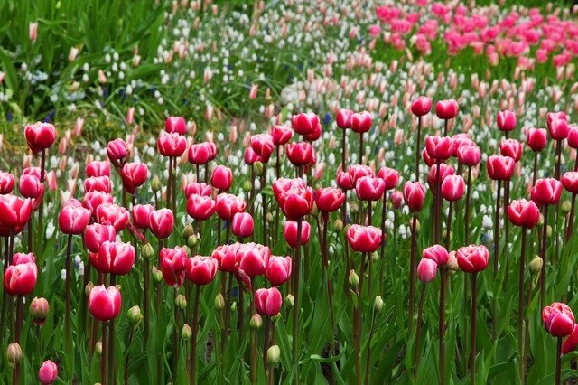 great tips for keeping your plants healthy