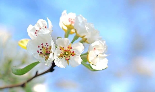 how to have the most beautiful garden