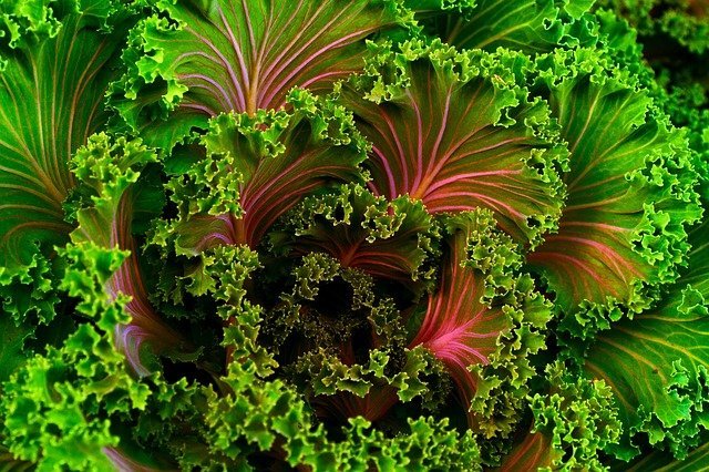 organic gardening tips to improve your familys health