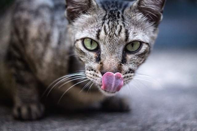 Searching For Knowledge About Cats? Check This Out! 1 searching for knowledge about cats check this out