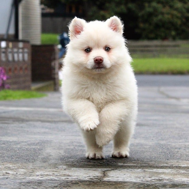 a helpful article about dogs that offers many useful tips