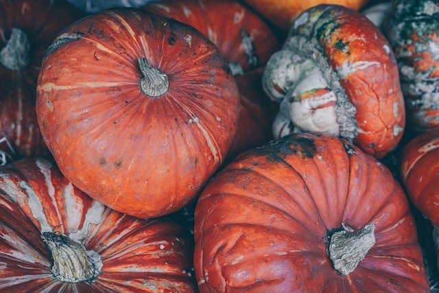 advice for starting your own organic garden