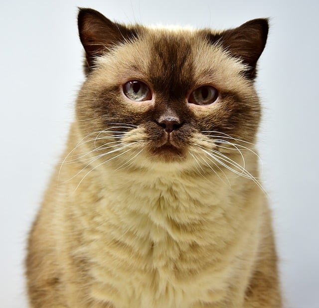 All Cat Lovers Can't Miss Out On This Advice 1 all cat lovers cant miss out on this advice